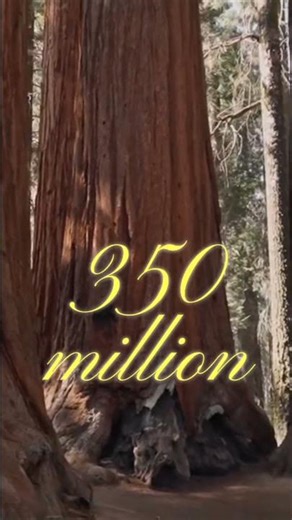 How do Sharks precede trees in age?!