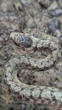 An Ode to the Snake & Misirlou - Kate Minelli & Pat Otto