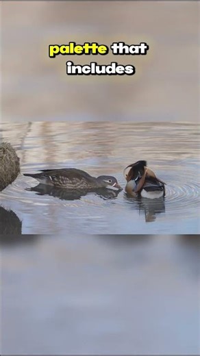 Top Ten Birds with the Most Beautiful Feathers: Elegant Mandarin Duck