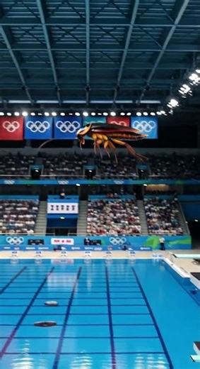 American Cockroach Prepares for Olympic High Dive | A-Z Animals