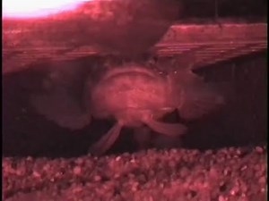 Longest Mating Call Ever: How Male Midshipman Fish Hum To Attract Females