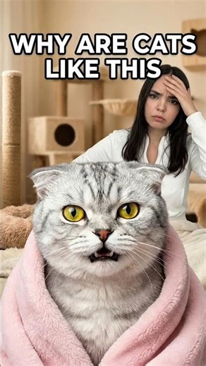 Cat Refuses Everything Except a Cardboard Box...