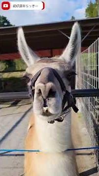 This llama is friendly, amiable, and adorable! It's so cool to see it come close, then move away,...