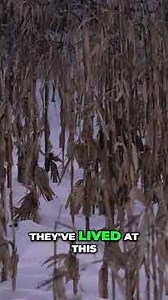 Deer & Sunsets: Epic NY Hunting Season Finale! #shorts