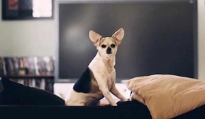 How to Use the Dog Whisperer's Techniques to Train Your Dog