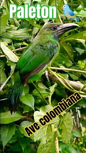 Increíble ave de Colombia: Paleton #cultura #andino #folklore
