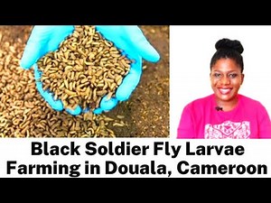 Black Soldier Fly (BSF) Farming in Cameroon / How To Run a BSF Farm