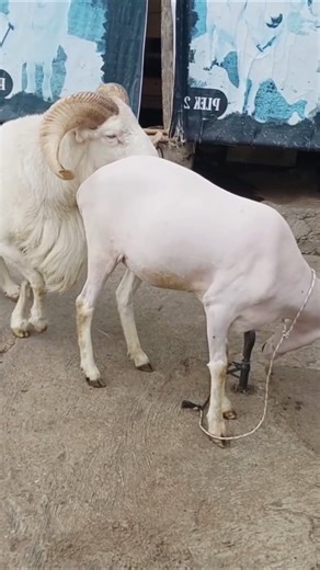 Ram Mating Season 😱 | Powerful Sheep Breeding Moment | Farm Animals Viral Video #shorts #viral