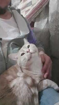 My Cat Pelo: Meaning Peace In Love.