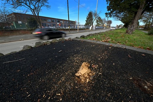 'One of our wolves is missing' Fallen wolf statue is taken away to be repaired after it comes down overnight