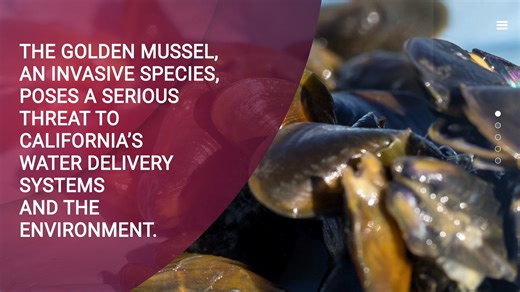 The golden mussel has arrived in the Golden State. First discovered in California in October 2024, this invasive species poses a significant threat to infrastructure and the ecological health of all state waterways. If left unchecked, they can alter aquatic ecosystems, impact water delivery systems, and impact recreation. DWR is working with partners to routinely monitor this invasive species to prevent their spread. Learn more about this destructive invader and how you can help protect our wate