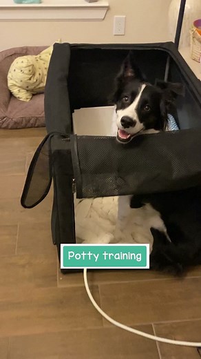 Potty Training 4-Week-Old Kittens | Litter Box Transition Tips