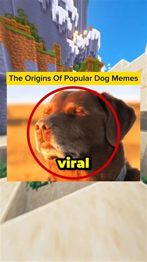 The Real Dogs Behind Memes 😳🐶 #Memes #DidYouKnow