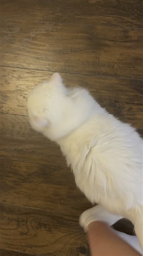 Cats meow suddenly changed to a completely different tone