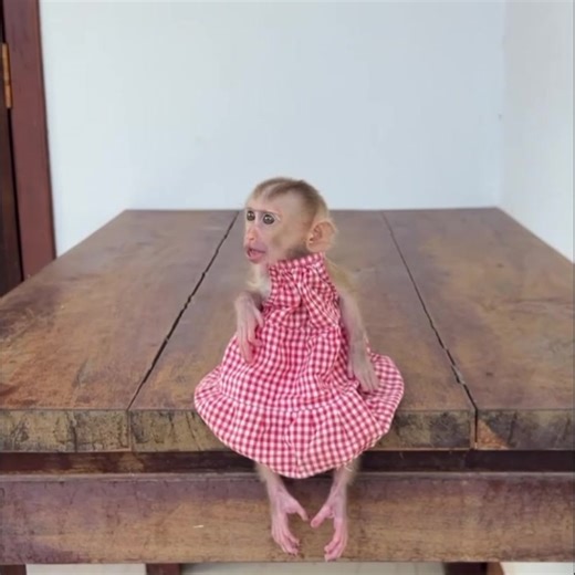 Drama Queen Luna Explodes When Daddy’s Milk Isn’t Yummy➡️click for video: https://monkeydam.com/11499 | Pigtail Monkey Daily