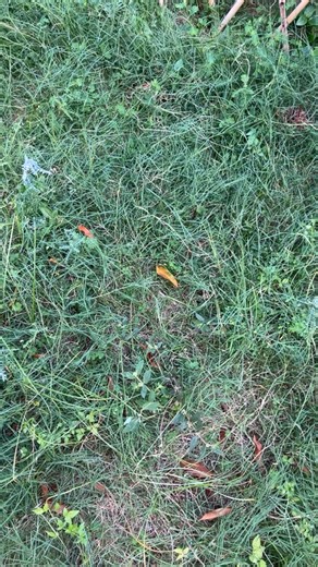 Boothead Malaysia on Instagram: "Unboxing @tlssofficial Striker 717 MG from @tlss.malaysia Made from Teijin upper with the usual top range specs seen in other TLSS boots like Karvo plate and T-Flash memory foam, these Striker flies under the boot radar. ✅ Wide Friendly ✅ Budget Friendly ✅ Top Range Specs ✅ Multi-Ground available ❌ Regular Cotton Lace ❌ Suede Grip Insole Have you tried them? 🎞️ by @b8theadmalaysia #tlss #footballboots #unboxing #collector #bootheadmalaysia"