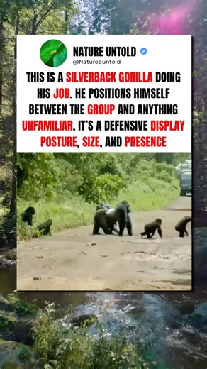 Silverback Stands Guard | No One Moves