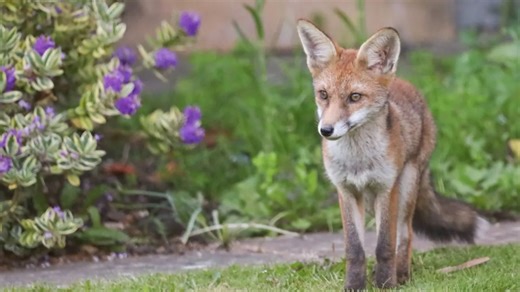 How to get rid of foxes safely after RSPCA issues warning to homeowners