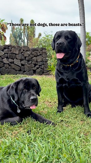 1.4K views · 17 reactions | We’ve been told our dogs are beasts but this is what we see when we look at our behbehs 來 #dogsofinstagram #labsofinstagram #labsofinstagram #labrador #labradorretriever #doglover #blacklab #doglove #labsofhawaii #lablove #bigdogs #bigdog #englishlab #englishlabrador | Da Big Furiendly Giants | Facebook