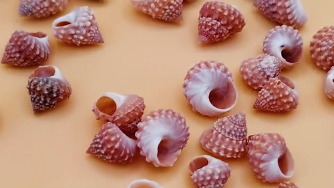 Bell Conch 30pk Mini Natural Shells for Zen Garden, Fairy Garden Beach, Summer Decor - Etsy