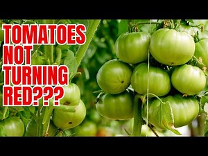 How To Ripen Green Tomatoes ON THE VINE IN 3 DAYS