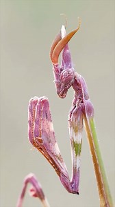 Conehead Mantis 👽 The Alien-Like Mantis! #ConeheadMantis #Mantis #PrayingMantis #Insects #Insect | 1 Minute Animals