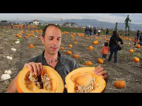 How to estimate the number of seeds in a pumpkin without cutting it open