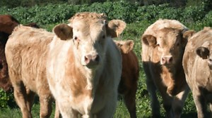 Francia: ganado con microchip