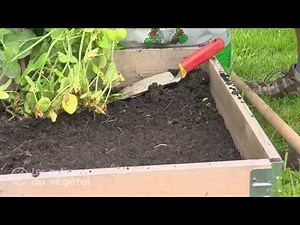 🌱 Comment semer et planter vos salades ?