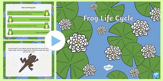 Life Cycle of a Frog PowerPoint
