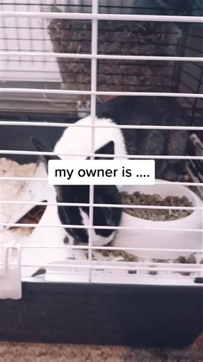 Oreo (@_oreothebunny)’s videos with Panini (DaBaby Remix) - Lil Nas X & DaBaby