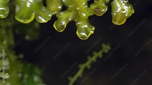 Water dripping from liverworts growing on the side of a ravine in slow motion. In the Rio Pita Valley near Cotopaxi Volcano, Ecuador