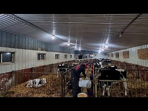 Feeding 31 Baby Calves On Our Family Farm