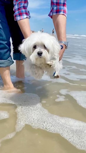 Dog Enjoys Paddle Play Before Touching Water | Just Dance Moves