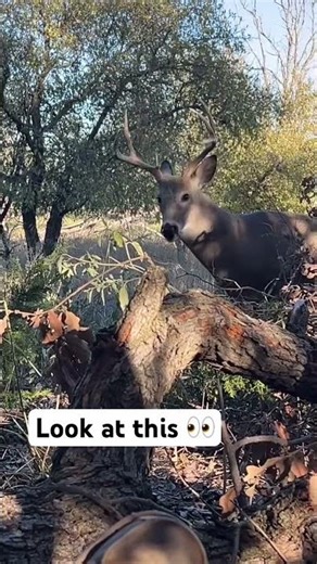 Wow. #hunting #hunter #deer #nature #vlog #nature #funny #deerseason #animals #animal #morning #fyp