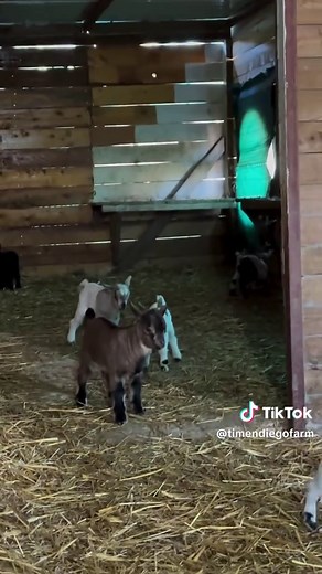At DiegoFarm, we proudly offer healthy, high-quality Mini Nigerian (Nigerian Dwarf) goats for farmers, breeders, and pet lovers. Our Nigerian Dwarf goats are a miniature dairy breed of West African origin, well-known for their small size, gentle temperament, and excellent milk production. They are ideal for small farms, backyard rearing, or commercial dairy projects. � Wikipedia 1 Why choose our Mini Nigerian Goats? Small, compact size – easy to manage and requires less space Friendly, calm, and