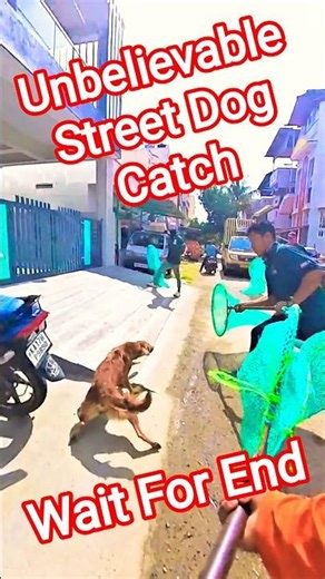 City Mafia Dog Catching Trailer #dog #dogwithpublicsafety #pets #ytviral #shorts