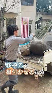 【造園業者の方へ】樹木の健康管理「生命を守る枝葉と根のバランス」 ～若生植木農園～