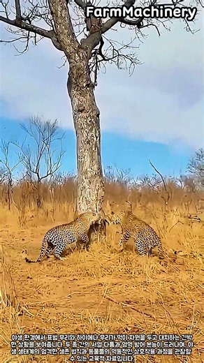 야생 표범과 하이에나의 먹이 경쟁 #farm #animal #wildlife #nature #predator