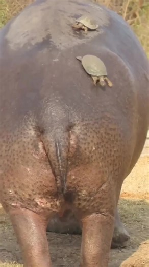 Watch as terrapins fall of a hippo in kruger national Park #hippo #animals #amazing #viralvideo #foryou