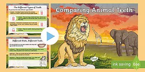 KS2 Comparing Animal Teeth