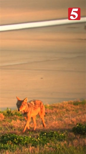 168K views · 1.2K reactions |  Listen to the full radio recording of air traffic controllers at BNA working with our Sky5 NC5 Nashville crew to divert a coyote off the runway! | NewsChannel 5 Nashville | Facebook