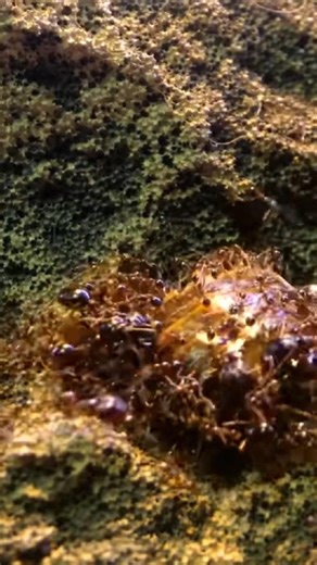 10K views · 236 reactions | Millions of Ants Drag a Cockroach Into The Dragon's Mouth (Incredible Timelapse) #antloveforever #ACfamily #AntsCanada #ants #cockroach | AntsCanada | Facebook