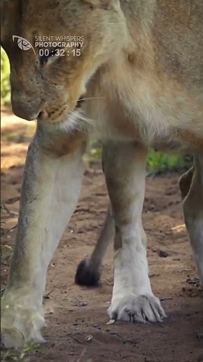 Lioness Give Birth To Small Lion Cub (Memorable Moment)