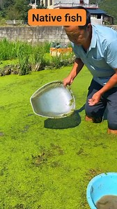 93K views · 304 reactions | Masarap ang lasa ng native na isda #nativefish #water #reelsfacebook #reelsvideo #reelspost | Eliseo Trinidad Francisco | Facebook