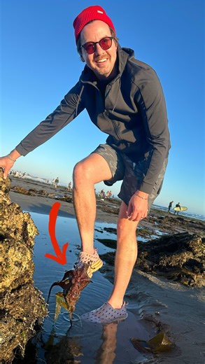 Colleen Ballinger on Instagram: "This was one of the most incredible experiences we’ve ever had tide pooling. This octopus was so outgoing and curious. We calmly stood in the water and he kept coming out of his cave to say hello to us! Absolute magic. ✨ 🐙 ✨ #tidepooling #kingtides #octopus #twospotoctopus #southernCalifornia #tidepools #friendlyOctopus"