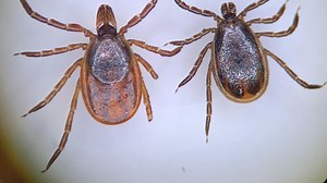 A 'tick explosion' could happen soon in DMV, here's how to keep you and your family safe