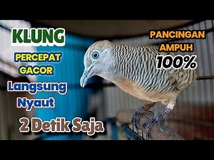 Perkutut Lokal Gacor Suara KUNG Besar ampuh bikin Emosi Perkutut nyaut gacor jadi bunyi