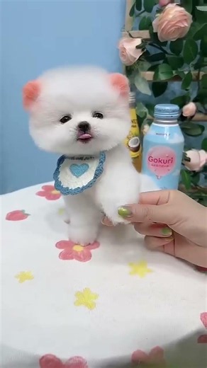 Teacup dog, Pomeranian, Shunsuke.f398