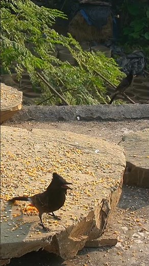 bird videos for cats to watch